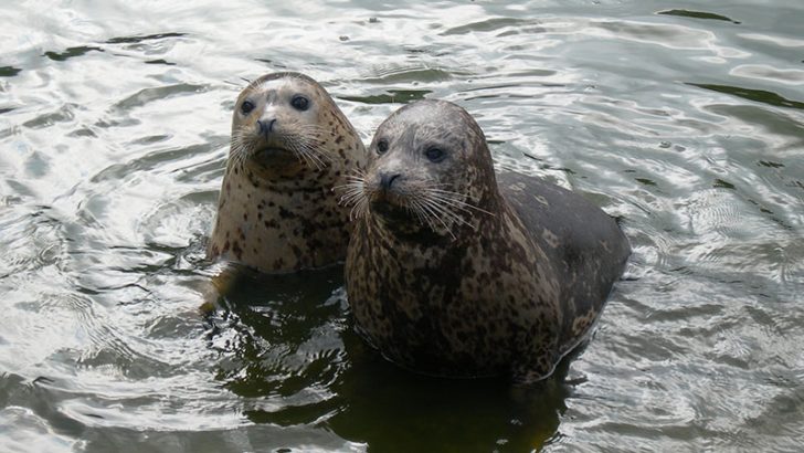 MariaDB gets $9 million and two new board members (Image Credit: freeimages.com/Antonio Gillo) MariaDB gets $9 million and two new board members