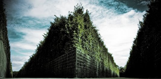 Searching the Maze Image Credit: FreeImages.com/ Lukáš Patkaň