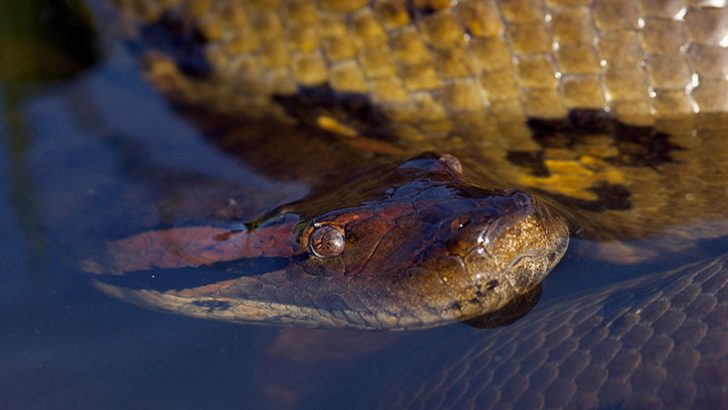 Anaconda coming to IBM Cognitive Systems