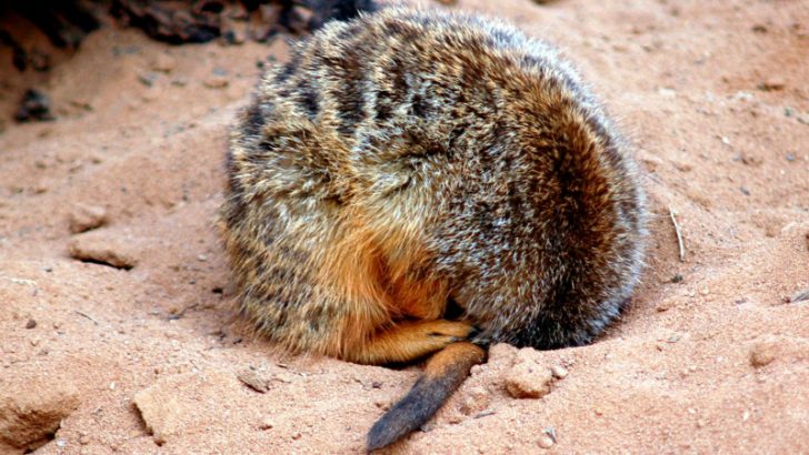 Head in the sand (Image credit Freeimages/Jenny Rollo