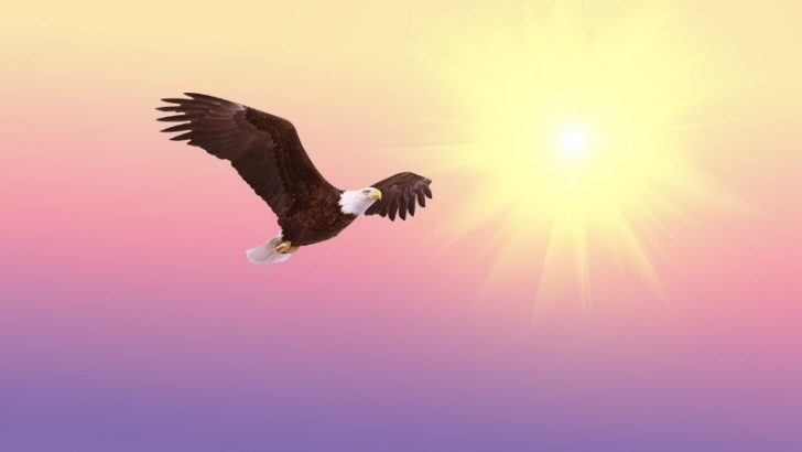 bald-eagle soar (Image credit PIxabay/Flashbuddy)