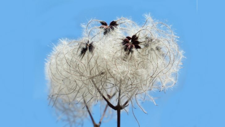 clematis-vitalba Cotton - IMage credit Pixabay/Hans