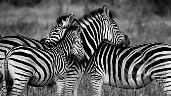 Zebra (Image credit :Pixabay/AjayLalu)