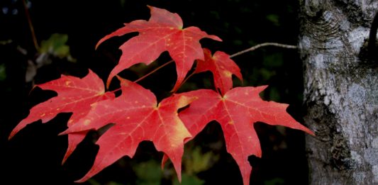 Red Leaf by Ian