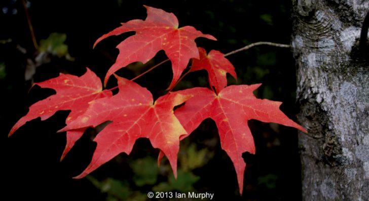 Red Leaf by Ian