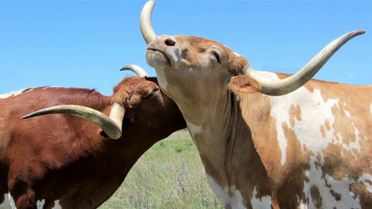 Longhorn Bullhorn, image credit Pixabay/Ellen26