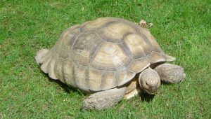 Steady Tortoise Image credit Pixabay/Ren5