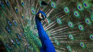 peacock : image source- Unsplash/andre-mouton