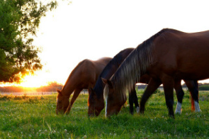 Horses - Source Image: Pixabay.com/lucianomarelli