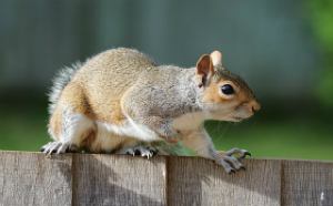 Squirrel - Image Source: Freeimages Pixabay.com