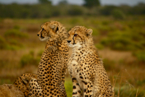 Cheetahs Source Image: Unsplash.com/ Roberta Doyle