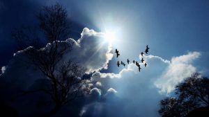 bird cloud silver image credit pixabay/cocoparisienne