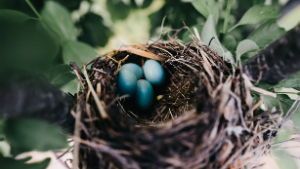 nest of eggs - Image Source: Unsplash.com/Tania Heffner