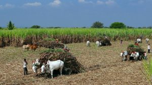 Harvesting sugarcane