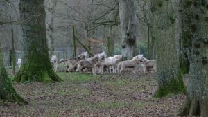 wolves - Image Source (c) Ian Murphy 2/1/2013