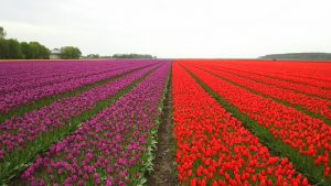 landscapes-in-nederlands : Image Source - Freeimages.com/ Daniel Hanai