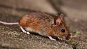 wood-mouse : Image source - Pixabay.com