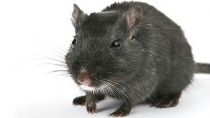 FlawedAmmyy RAT targets users in banks