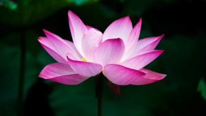 Lotus blossom, Image credit picabay/jenny