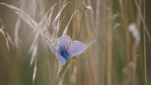 Adonis Butterfly Image credit Pixabay/Rihaij