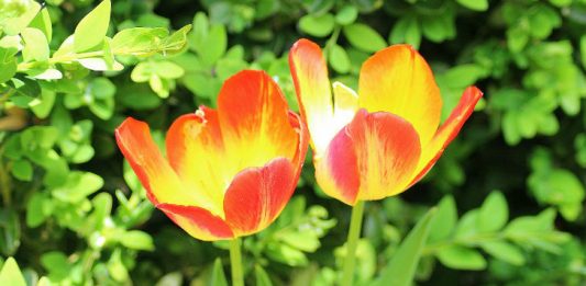 Tulips Image credit pixabay./ _Alicja_