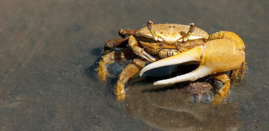$1 million in payment to GandCrab stopped