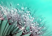 Will Katalyst spark more growth for NetSuite Dandelion growth Image credit Pixabay/inspiredimages