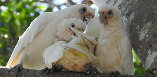 Parrots - Image credt pixabay/shellandshilo