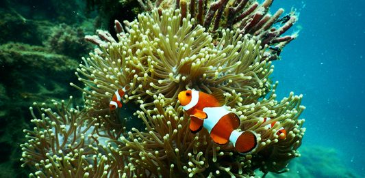 Finding Nemo: Image Credit - pexels.com / Tom Fisk