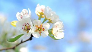 Apple blossom Image credit pixabay/esiul