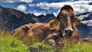 cow image credit pixabay/JerzyGorecki