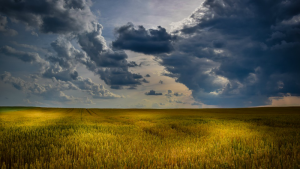 Crops and weather