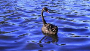 Black Swan Image credit pixabay/25621