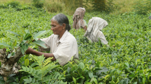 Sri Lanka