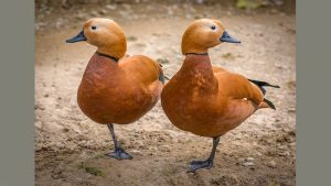 Two ducks - image credit: unsplash.com-Amir-Abbas Abdolali