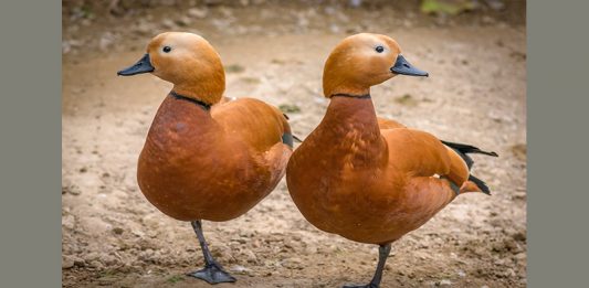 Two ducks - image credit: unsplash.com-Amir-Abbas Abdolali