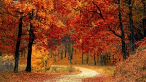 fall autumn Image by Valentin Sabau from Pixabay