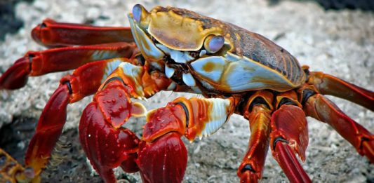 Ccrab Image by Elijah Lovkoff from Pixabay