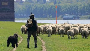 Shepherd sheep image credit PIxabay/pixel2013