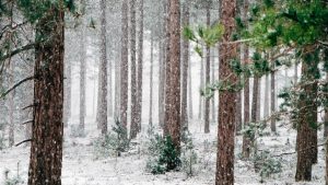 Woods Winter December Image by Free-Photos from Pixabay