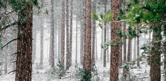Woods Winter December Image by Free-Photos from Pixabay