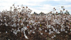 BPLO and cotton