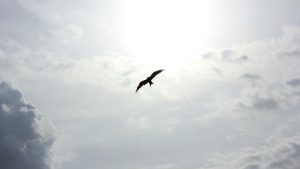 Workday Soar bird cloud Image by Free-Photos from Pixabay 