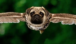 Hybrid Pug Image by Sarah Richter from Pixabay 