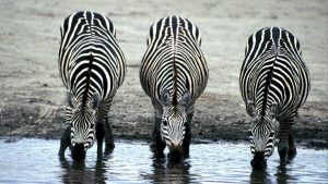 Three Zebras Image by skeeze from Pixabay