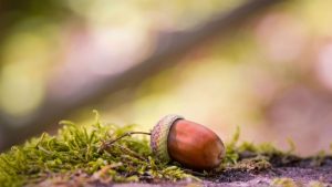 Acorn Seed Image by Marion Wellmann from Pixabay