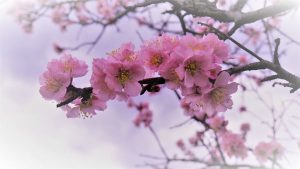 Almond Flowers March Image by Mylene2401 from Pixabay