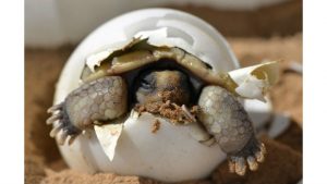 Emerge, Desert tortoise Image by skeeze from Pixabay 
