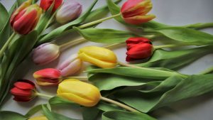 Tulips March Image by pasja1000 from Pixabay