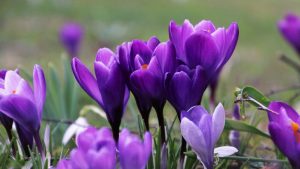 Violet Crocus March Image by pasja1000 from Pixabay 